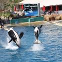 Marineland - Orgues - 069